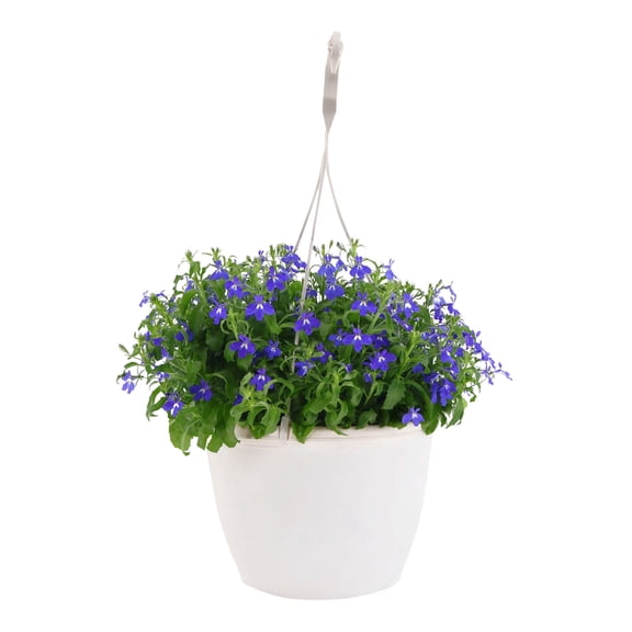 Expert Gardener 15" Blue Lobelia Live Plants in 7" Hanging Basket Full Sun