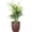 Copper, variant on Live Pet Safe Parlor Palm Plant, Neantha Bella Palm, Easy Care 4 inch Diameter Live Plant Grown in USA