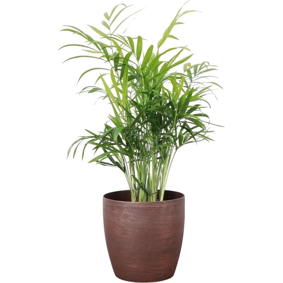 Live Pet Safe Parlor Palm Plant, Neantha Bella Palm, Easy Care 4 inch Diameter Live Plant Grown in USA