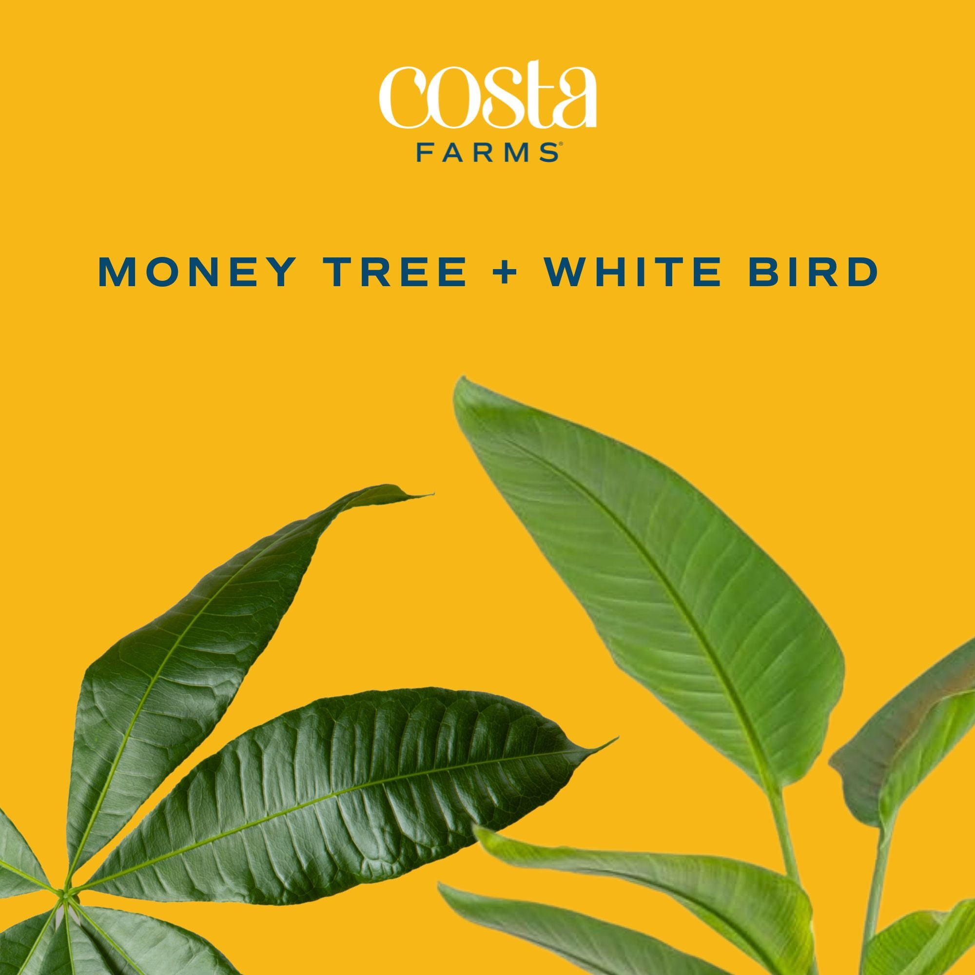 Costa Farms 24" Pachira Money Tree and White Bird House Plant in 10" Grower Pot (2 Count)