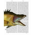 thumbnail image 2 of Fab Funky 26x32 White Modern Wood Framed Museum Art Print Titled - Great Hog Fish, 2 of 4