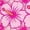 HEATHER PINK, variant on Instant Message - Hibiscus Flowers Fitted Short Sleeve Graphic T-Shirt