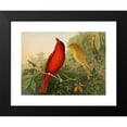 thumbnail image 2 of Gustav Mützel 18x14 Black Modern Framed Museum Art Print Titled - The North American Vogelwelt Pl20 (1891), 2 of 5