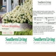 thumbnail image 6 of Southern Living Hydrangea White Wedding Live Shrub in 2-Gallon Grower Pot, 6 of 11