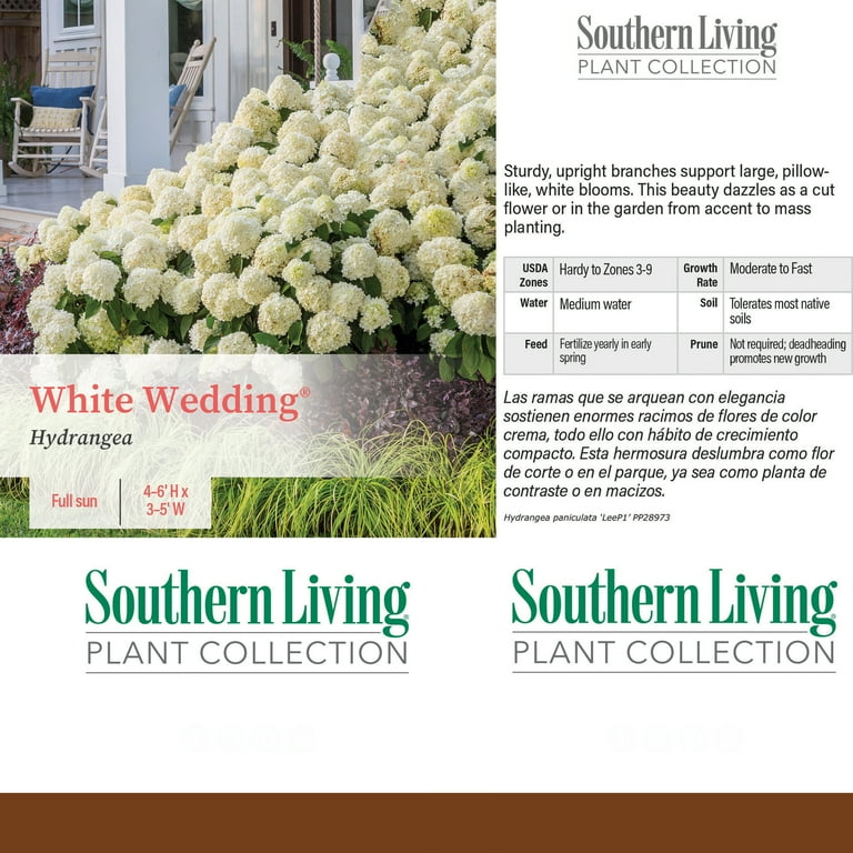 Southern Living Hydrangea White Wedding Live Shrub in 2-Gallon