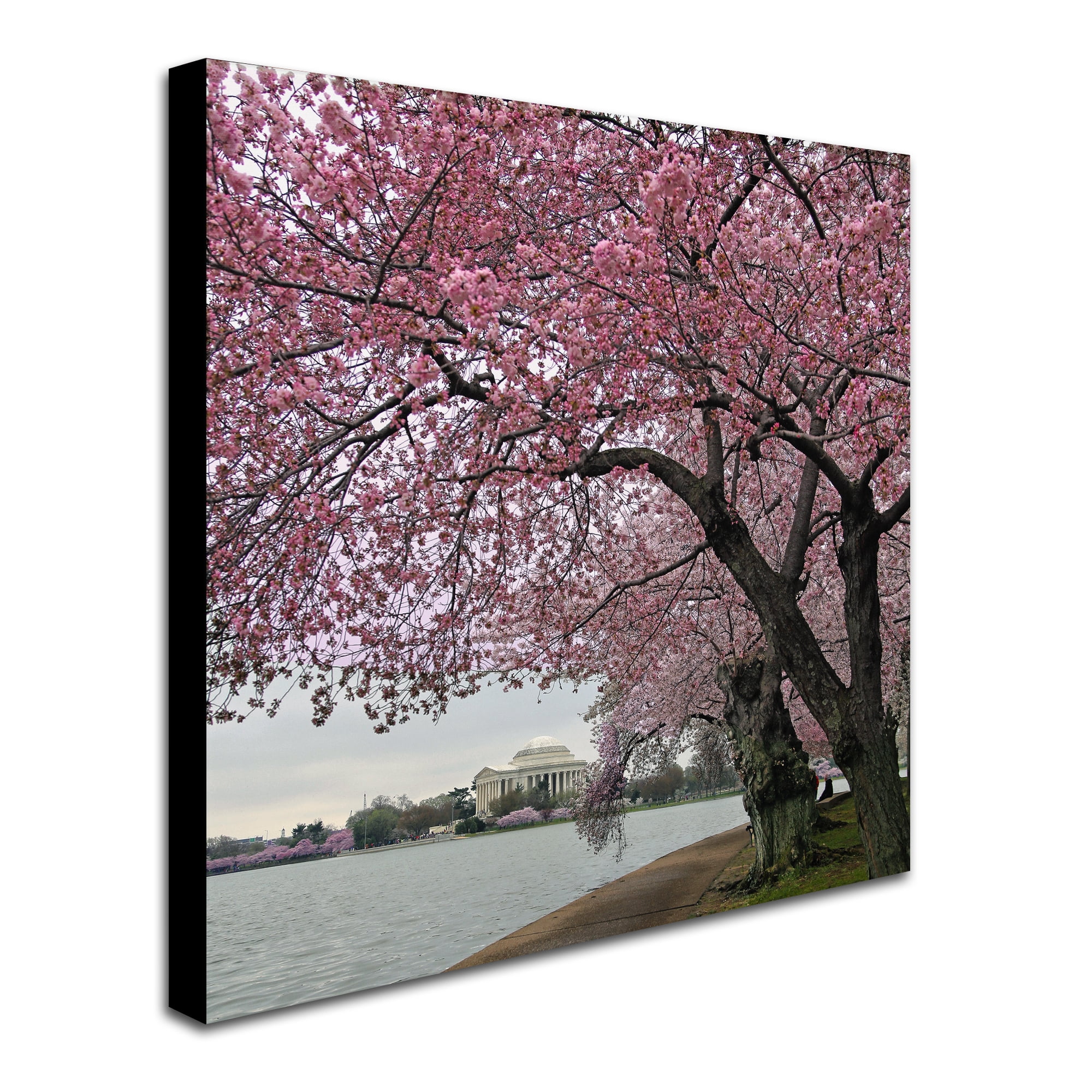 Trademark Fine Art "Tidal Basin Blossoms" Canvas Art by CATeyes