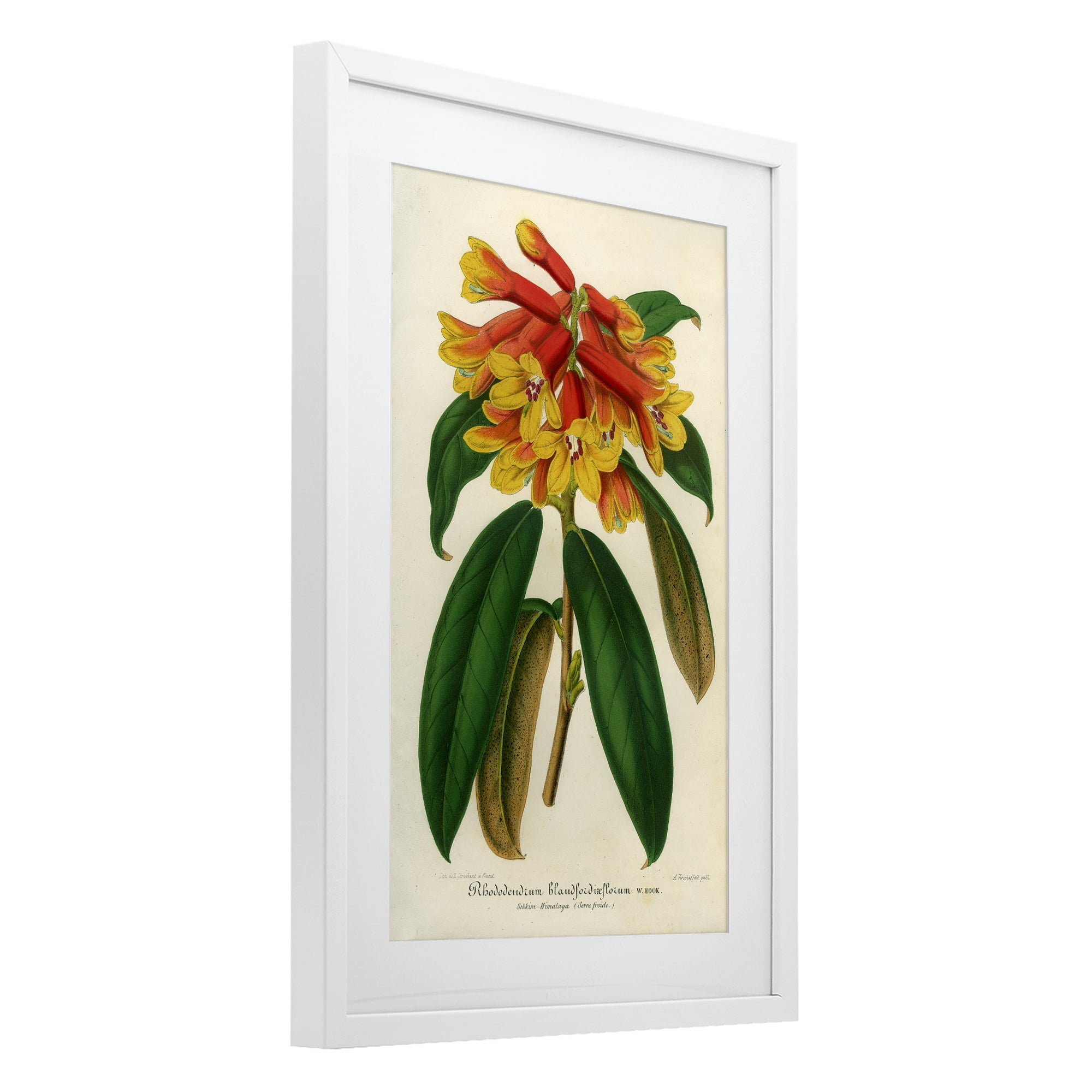Stupell Industries Orange Yellow Rhododendron White Framed Print Under Glass, design by Print Collection