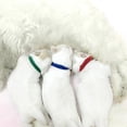 thumbnail image 2 of 12 Pcs Colliers d'Identification pour Chiots et Chatons, 2 of 6