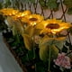 thumbnail image 3 of 3 cabezas 1 cabeza Solar simulación girasol luces LED jardín patio césped luces de noche paisaje lámpara decoración Navidad flor luz, 3 of 5