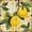 Green/Yellow, variant on Mi Alma Vinyl Peel and Stick Lemon Rustic Sorrento L05 Backsplash Tile Stickers, Blue/Yellow/Green, 4" x 4" (24-Pack)