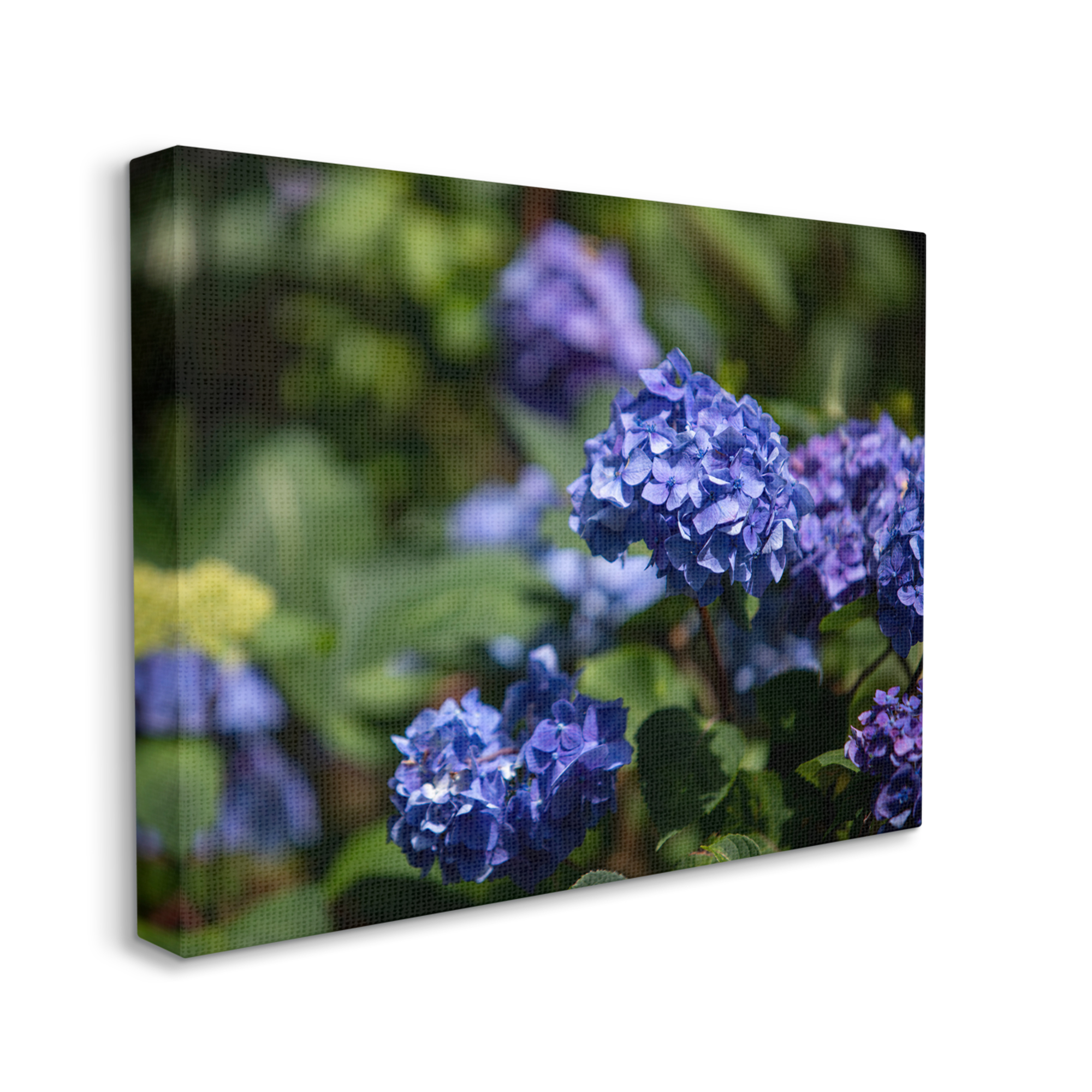 Stupell Industries Purple Hydrangea Photography Botanical & Floral Photography Gallery Wrapped Canvas Print Wall Art, 40 x 30