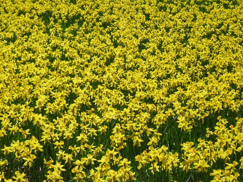 Spring Daffodil Field Daffodils Osterglocken Yellow20 Inch By 30 Inch