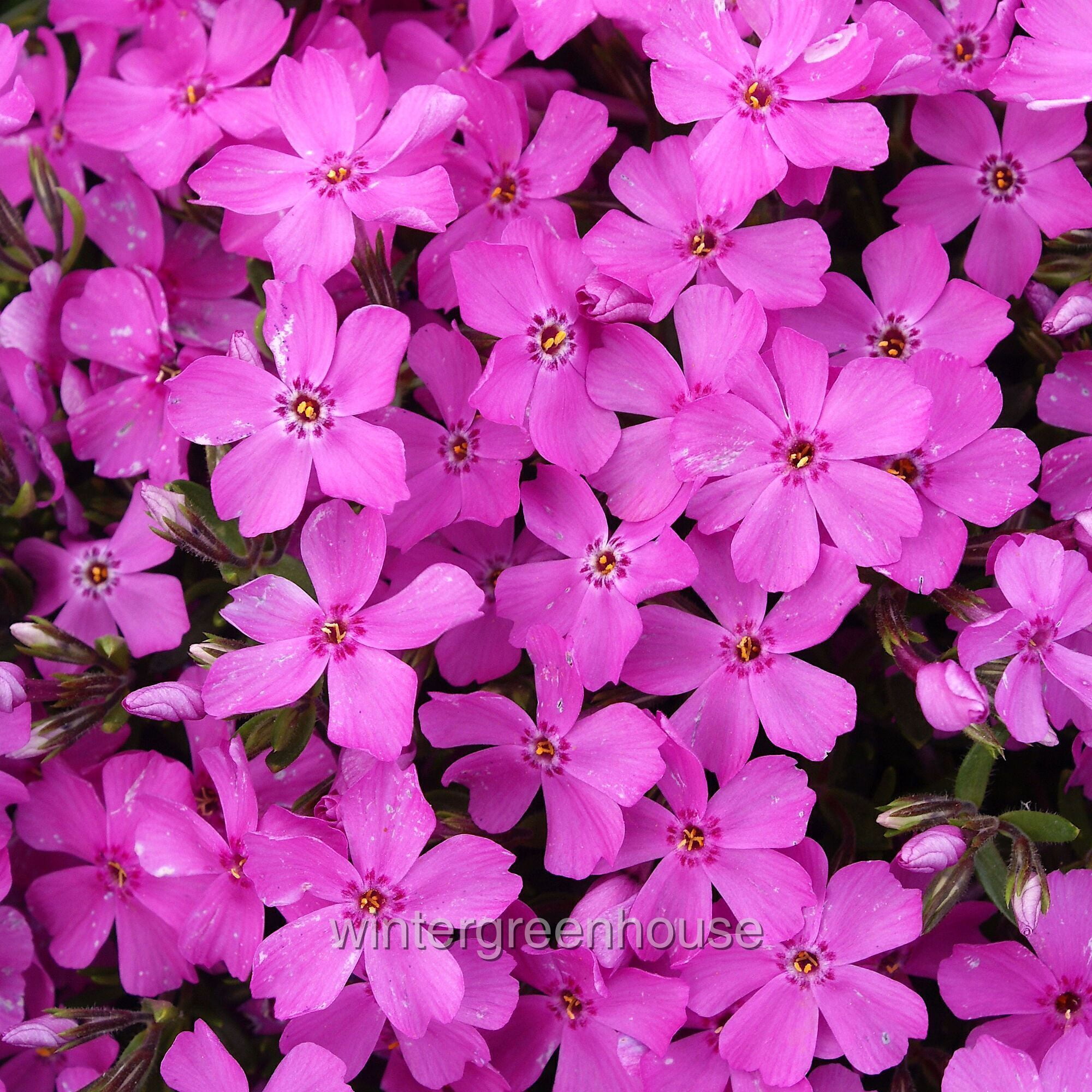 Phlox Subulata, Emerald Pink, Creeping Phlox, Moss Phlox - Pot Size: 4x 2.63x1.72x2.75" - Flowering Plants, Ground Cover Plants