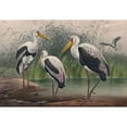 thumbnail image 3 of Joseph Wolf 14x11 Black Modern Framed Museum Art Print Titled - The Indian Wood Ibis (1861-1867), 3 of 5