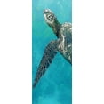 thumbnail image 2 of Allen, Kimberly 12x24 White Modern Wood Framed Museum Art Print Titled - Sea Turtle 3, 2 of 4