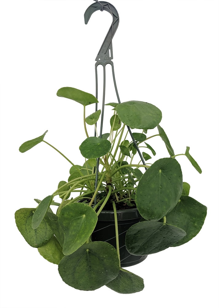 Chinese Money - Pass It On Plant - Pilea peperomioides - 6" Hanging Basket - Walmart.com