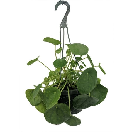 Chinese Money Plant - Pass It On Plant - Pilea peperomioides - 6