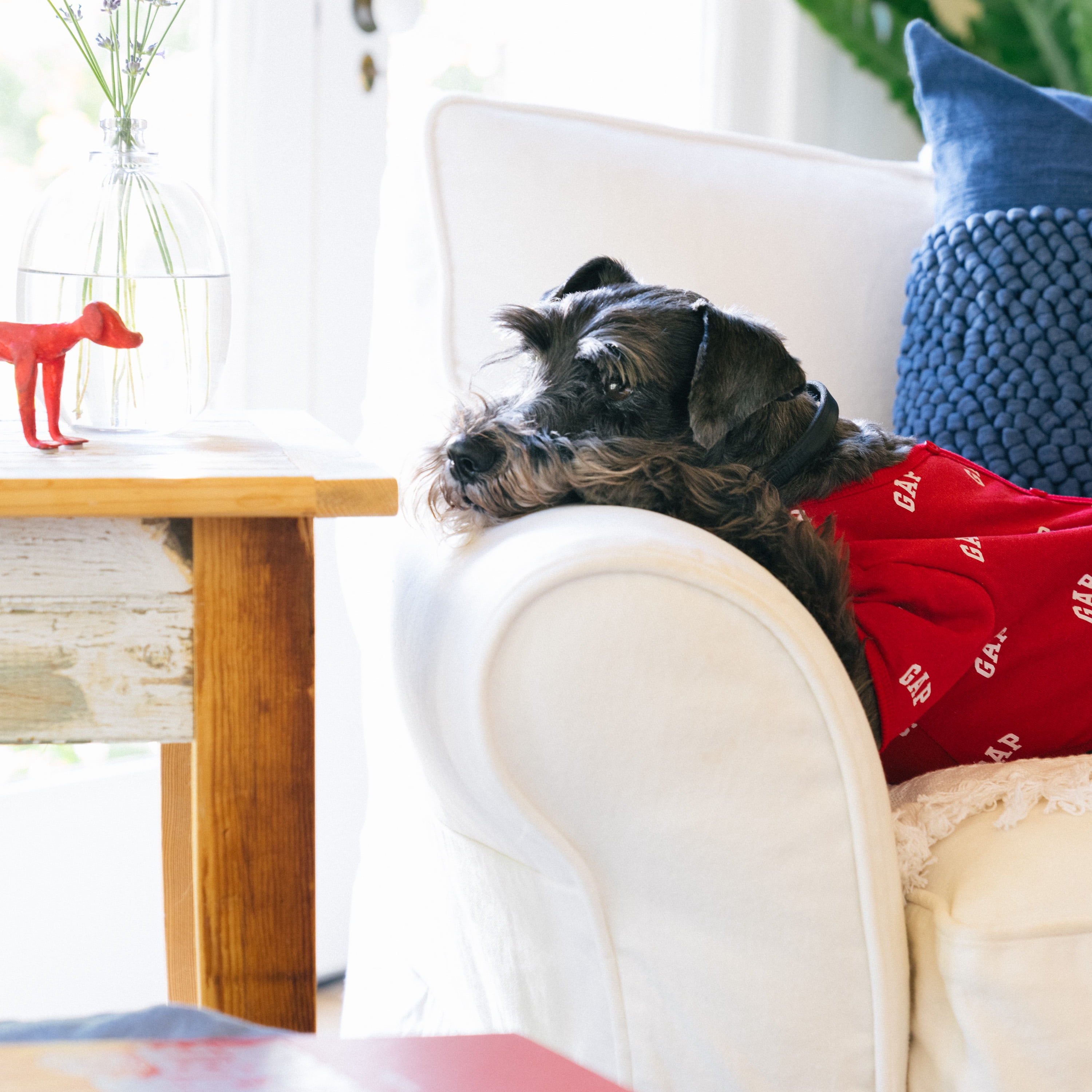 Gap Pet, Dog Clothes, Red Logo Print Pet Pajama