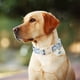 thumbnail image 4 of Collar para perros con estampado de dinosaurios para perros pequeños, medianos y grandes, 4 of 4