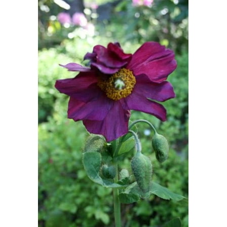 10 Seeds MIXED HIMALAYAN POPPY Blue Red Violet Meconopsis Napaulensis Mix Flower Seeds