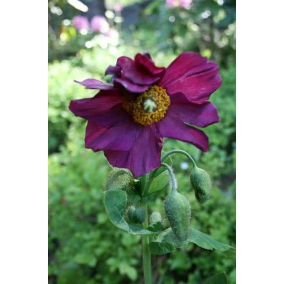 10 Seeds MIXED HIMALAYAN POPPY Blue Red Violet Meconopsis Napaulensis Mix Flower Seeds