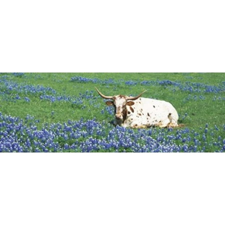 - Texas Longhorn Cow Sitting On A Field Hill County Texas USA Canvas Art - Panoramic Images (36 x 13)