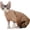 Brown, variant on GYTY Cat Clothes for Hairless Cats Sphynx Cotton Turtleneck Shirt for Small Medium Large Cornish Rex, Devon Rex, and Peterbald Kittens (Green,X-Small)