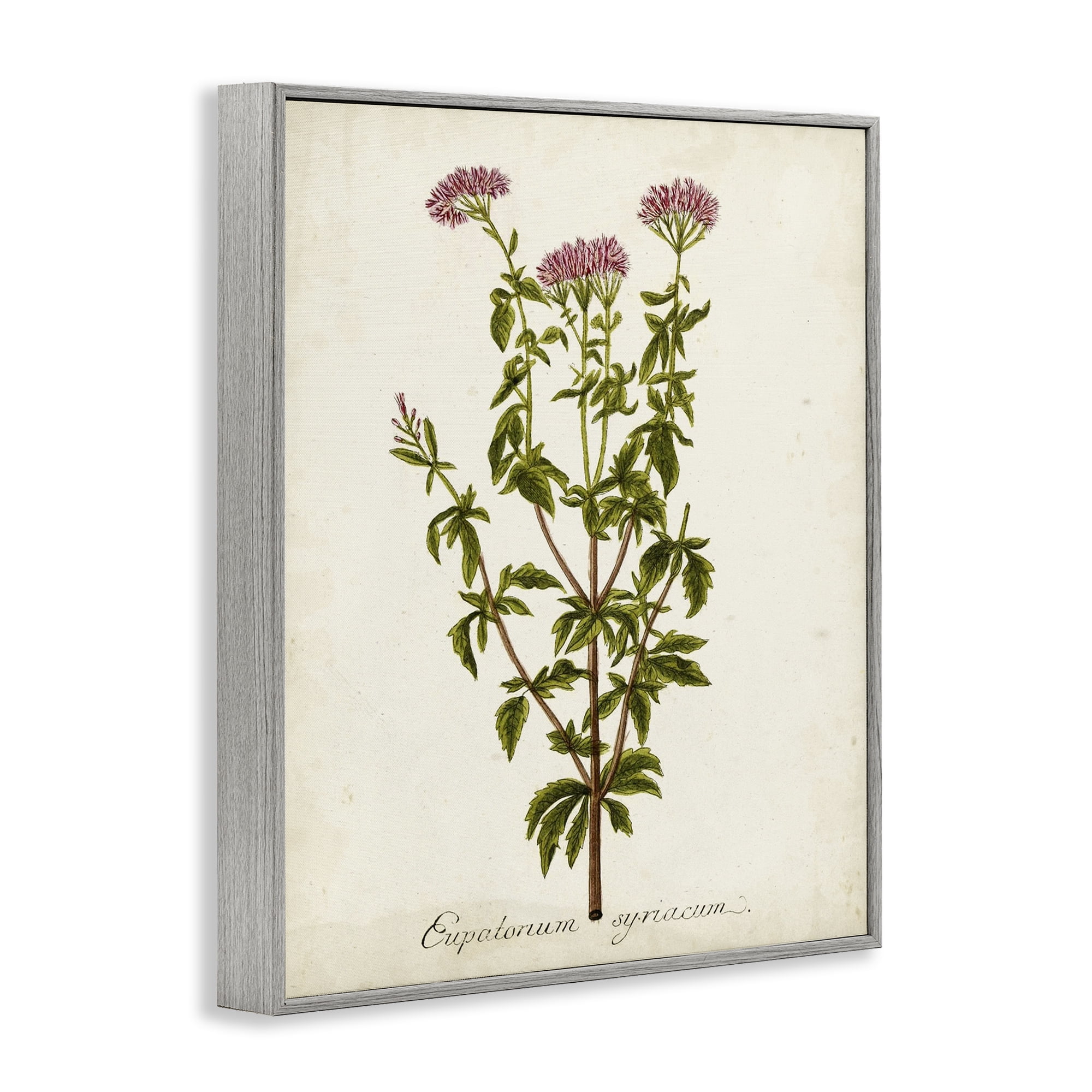 Stupell Industries Scientific Flower Study Botanical & Floral Painting Gray Framed Art Print Wall Art, 24 x 30