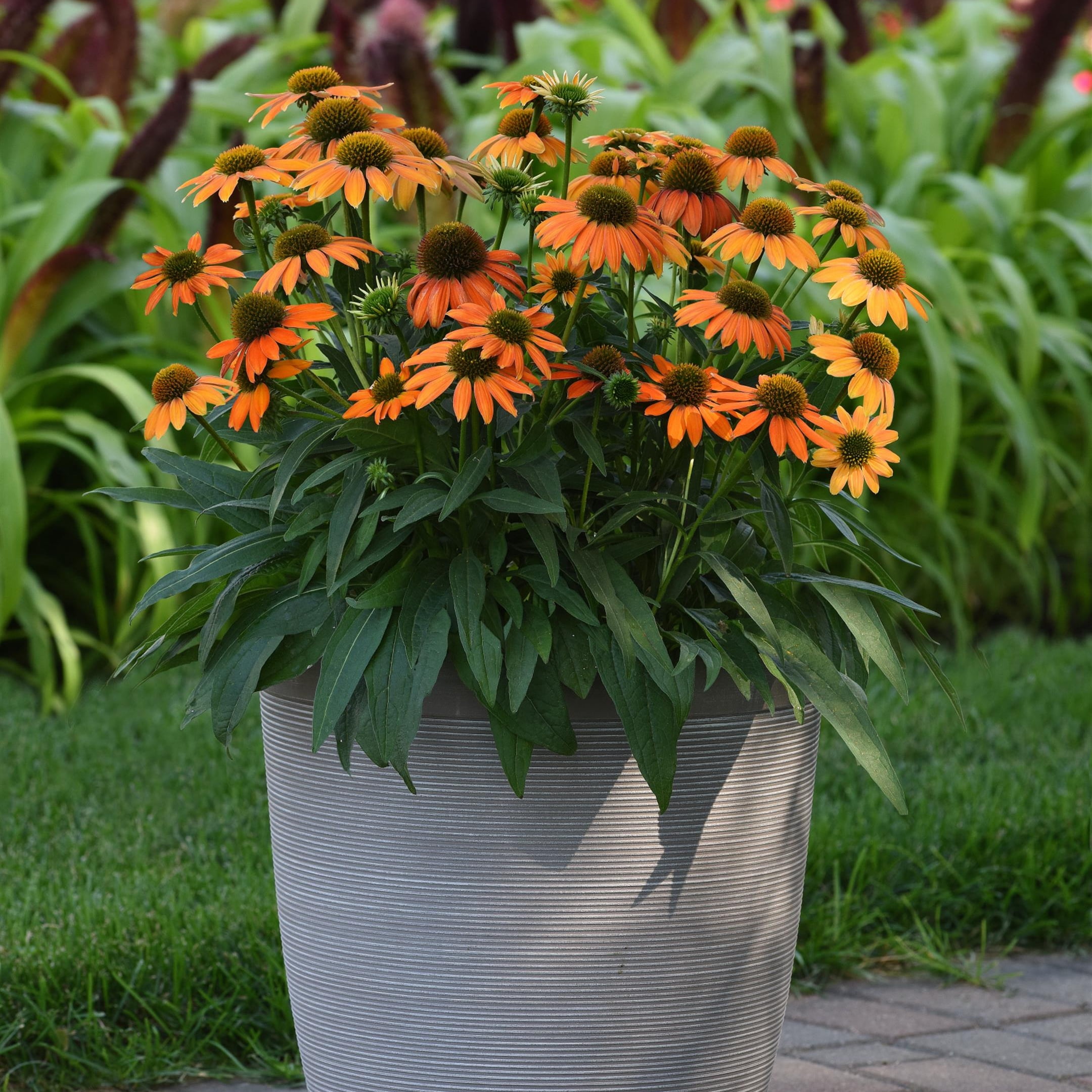 3.25 in. Echinacea Artisan ™ Coneflowers Live Perennial with Full Sun - 3 Piece