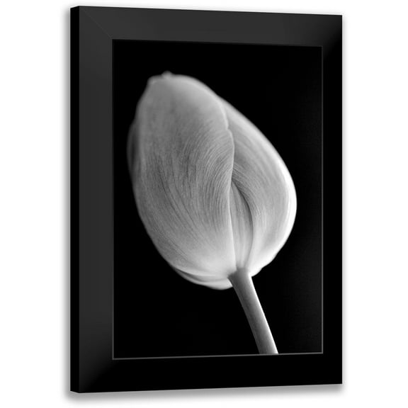 Schell, Jennie Marie 11x14 Black Modern Framed Museum Art Print Titled - Tulip Flower Macro Black and White 2