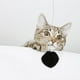 thumbnail image 4 of 6 pelotas interactivas para gatos, elásticas y colgantes, divertidas y peludas., 4 of 8