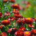 thumbnail image 4 of 100+ Seeds| Copper Red Strawflower Seeds For Planting In The Garden [BUY 3 GET 1 FREE] #k011, 4 of 4