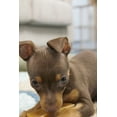 thumbnail image 4 of Himalayan Dog Chew Small Yak Cheese, 3 Count, 4 of 11