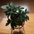 thumbnail image 4 of Estante redondo para plantas, soporte de metal resistente, diseño con patrón de flores, soportes versátiles para interiores y exteriores, jardines, balcones y oficinas, paquete de 4, 4 of 5