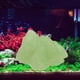 thumbnail image 4 of Piedra de rocalla brillante oscura para acuario, plantas de jardín, bonsái, peces, tortugas, Ta 86 cm x 6 cm x 46 cm, 4 of 7