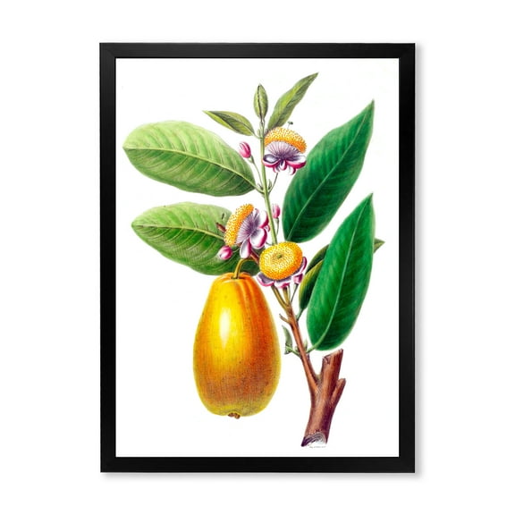 Designart 'Ancient Fruits I' Farmhouse Framed Art Print