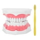 thumbnail image 1 of Modelo de diente dental para estudio de demostración oral para adultos, herramienta de enseñanza para dentistas con cepillo, 1 of 15