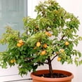 thumbnail image 2 of Gardenera Labs Premium Apricot Potting Soil Mix - Ideal Nutrient Blend for Growing Robust, Flavorful, and Bountiful Apricots - 2 Quart, 2 of 5