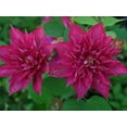 thumbnail image 5 of Clematis Fireflame - 5 Live Plants in 4 Inch Growers Pots - Clematis 'Fireflame' - Starter Plants Ready for The Garden - Beautiful Reddish Pink Flowering Vine, 5 of 5