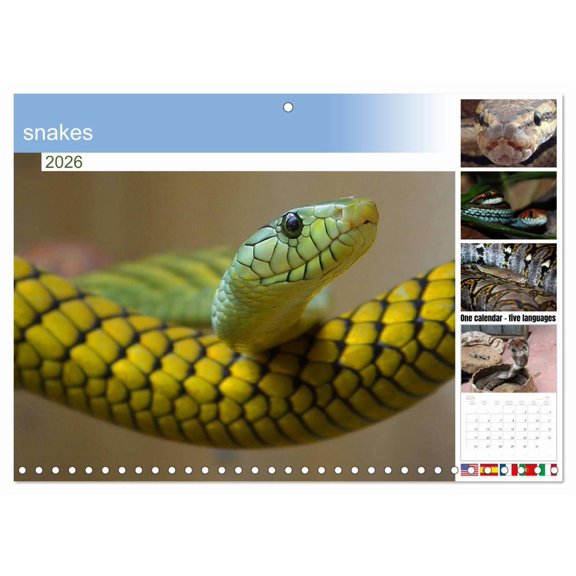 snakes (Monthly Wall Calendar 2026 11.7 x 16.5 (open)), CALVENDO 14 Month Calendar