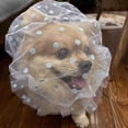 thumbnail image 4 of Pet Anti-Scavenging Muzzle That Prevents Ingestion of Foreign Objects, Multiple Sizes Available, 4 of 8