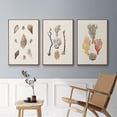 thumbnail image 5 of Knorr Shells & Coral IV - Framed Premium Gallery Wrapped Canvas L Frame 3 Piece Set - Ready to Hang, 5 of 9