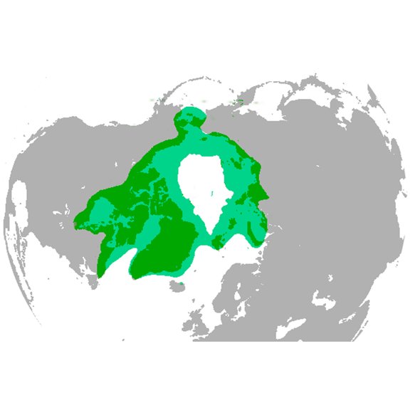 24x36 gallery poster, Polar bear range map