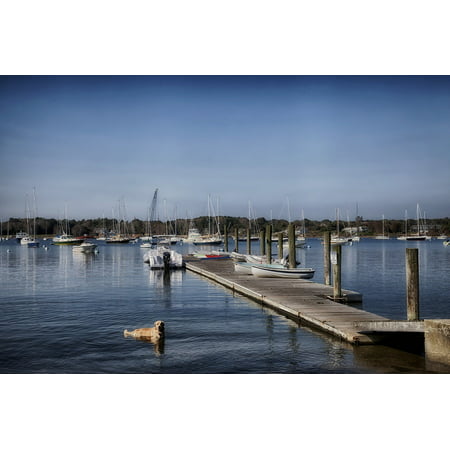 LAMINATED POSTER Dog Boat Long Island Sound Connecticut Harbor Poster Print 24 x