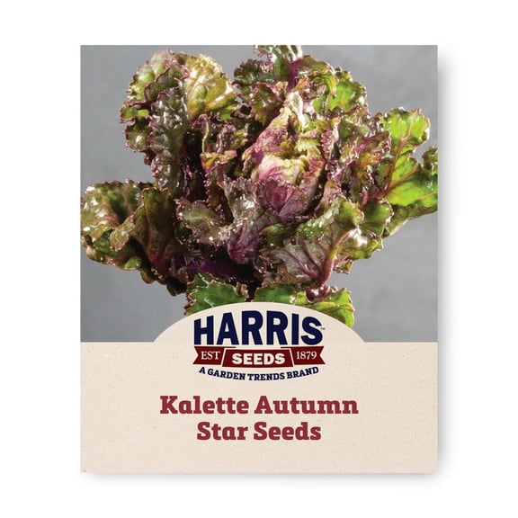 Harris Seeds Kalette Autumn Star F1, Non-GMO Brussels Sprout Kale Cross, 50 Count