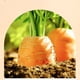 thumbnail image 5 of Suero de zanahoria Naturaled Essentialsed Puré de zanahoria con extracto de zanahoria, antioxidante profundamente nutritivo, 30 ml., 5 of 5
