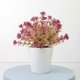 thumbnail image 3 of Plantas artificiales de interior, miniplantas artificiales en maceta, pequeñas plantas falsas para jardín, césped, balcón, oficina, decoración del hogar., 3 of 8