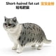thumbnail image 5 of Estatua de gato modelo Kitty Figuras Juguete de aprendizaje Juguete Decoración Figura de animal de PVC de dibujos animados Modelo realista para la, 5 of 8