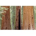 thumbnail image 2 of Paulson, Don 14x11 Gold Ornate Wood Framed with Double Matting Museum Art Print Titled - CA, Sequoia NP Trunks of giant sequoia trees, 2 of 4