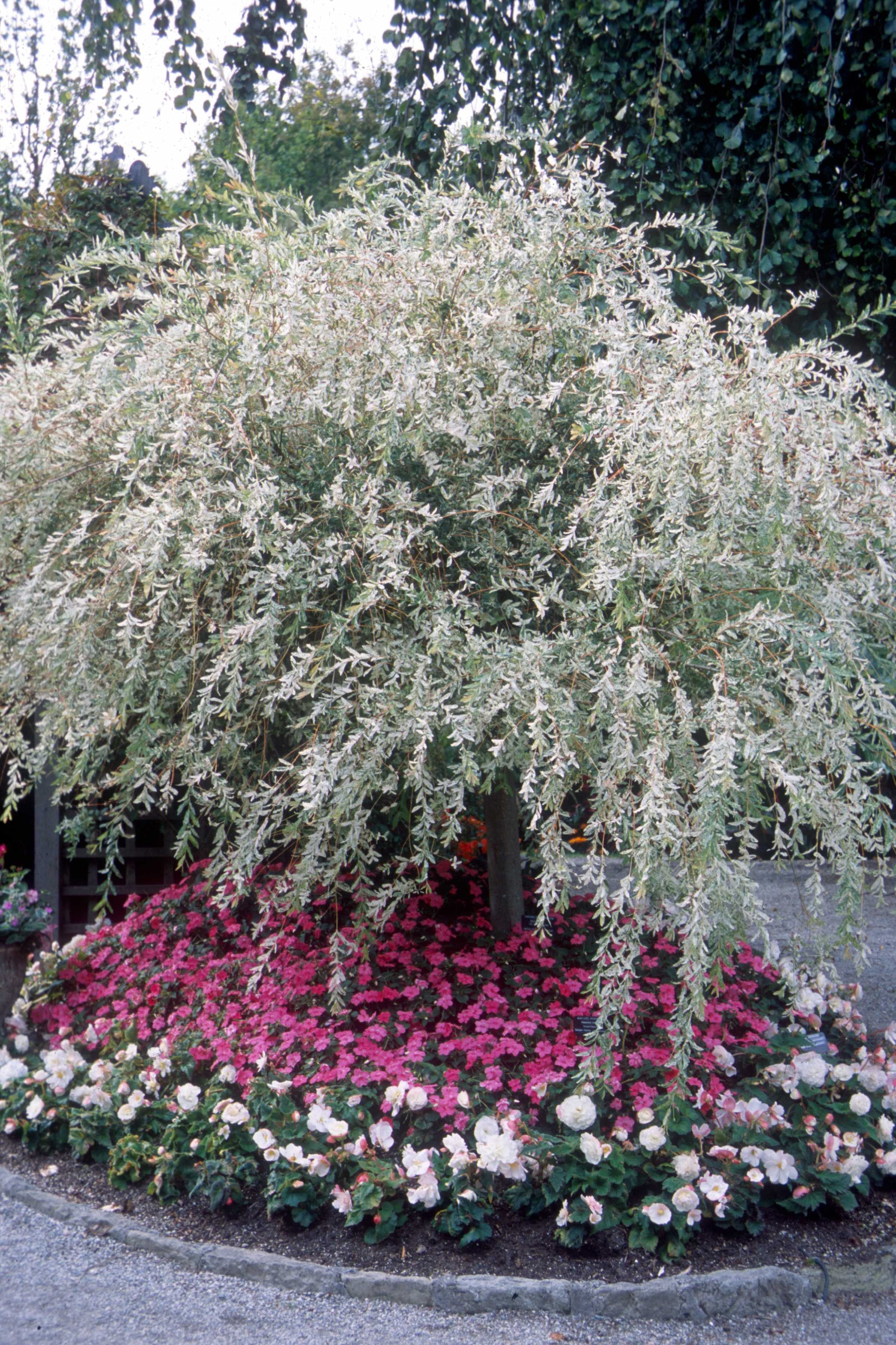 Expert Gardener 3.25G Dappled Willow Flowering Live Plants Full Sun White